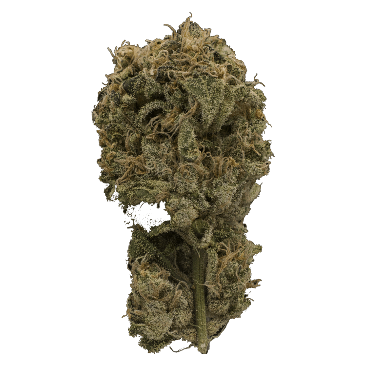 Ayahuasca Purple | BC Weed Edible Canada Ayahuasca Purple | BC Weed Edible Canada