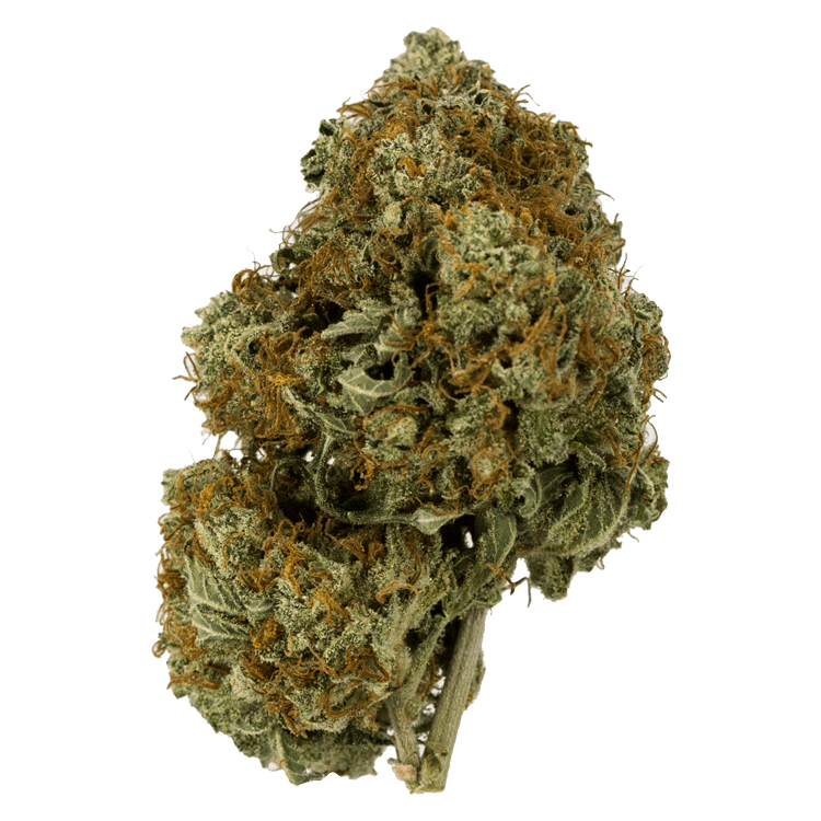 Thin Mint GSC – 1 ounce | BC Weed Edible Canada Thin Mint GSC – 1 ounce | BC Weed Edible Canada