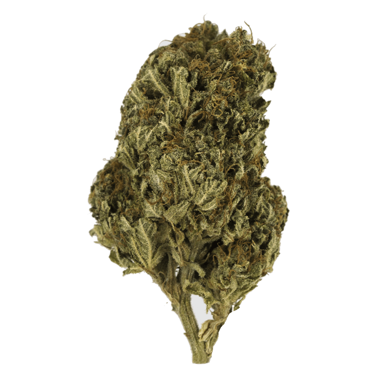 Jesus OG | BC Weed Edible Canada Jesus OG | BC Weed Edible Canada