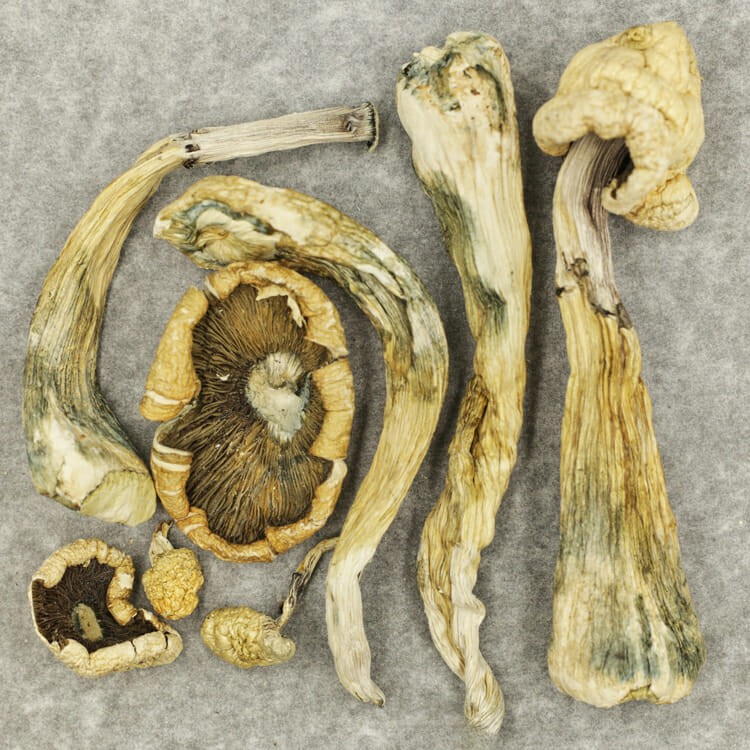 Atlantic Treasure Coast | BC Weed Edible Canada Atlantic Treasure Coast | BC Weed Edible Canada