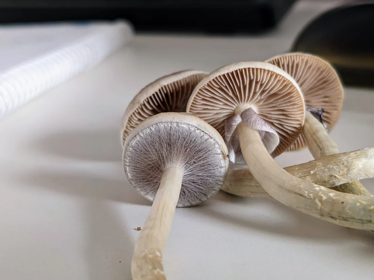 Delivery of LSD
